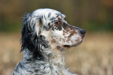 English Setter domestic dog (Canis lupus familiaris) close-up
