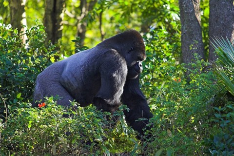 Western lowland gorilla (Gorilla gorilla gorilla), silverback, lateral, siberian ridge