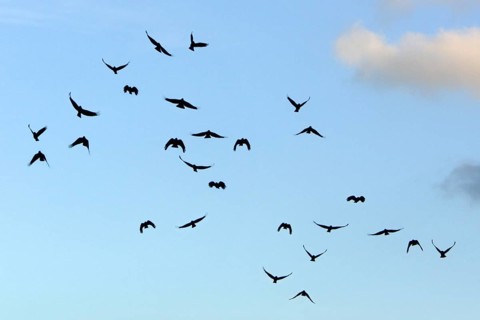 Red-billed Choughs (Pyrrhocorax pyrrhocorax), Andalusia, Spain, Europe