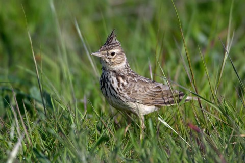 Crested Lark (Galerida cristata), Extremadura, Spain, Europe