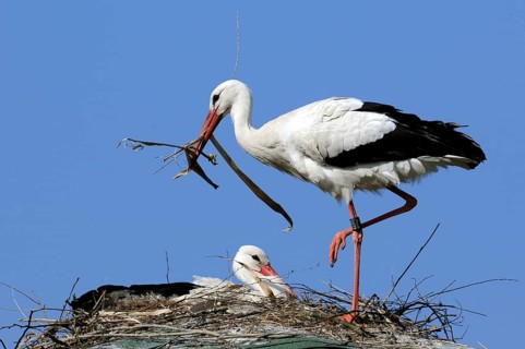 White storks (Ciconia ciconia), pair, nest, nesting material, Germany, Europe