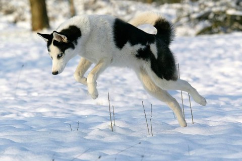 Siberian husky