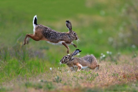 Granada hare (Lepus granatensis) hares, Portugal, Europe