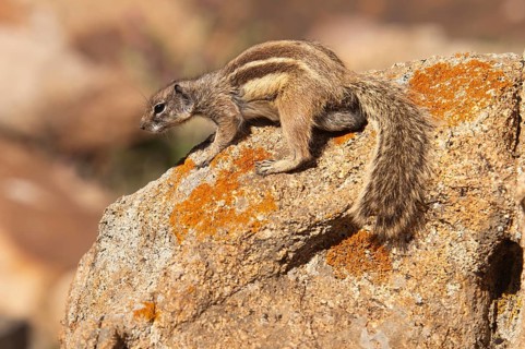 Barbary ground squirrel (Atlantoxerus getulus), chipmunk, Atlantic squirrel, ground squirrel,