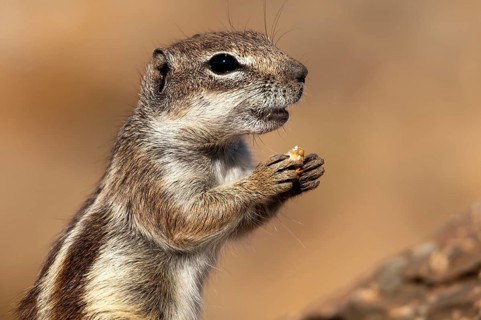 Barbary ground squirrel (Atlantoxerus getulus), chipmunk, Atlantic squirrel, ground squirrel,