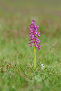 Man's orchid (Orchis mascula), flowering in a meadow, Hesse, Germany, Europe