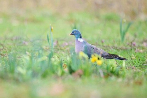 Feral pigeon (Columba livia domestica) on a meadow, Bavaria, Germany Europe