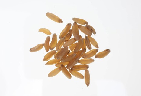Khorasan wheat (Triticum turgidum × polonicum), also called kamut, is an old variety of spring