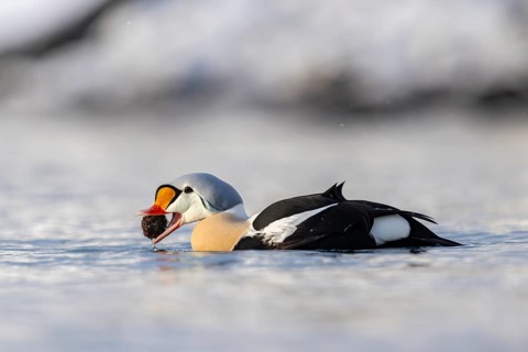 King eider (Somateria spectabilis), also known as King Eider, male eating a sea urchin, Batsfjord,