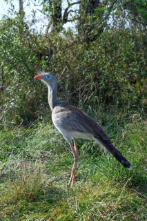 Red-legged seriema (Cariama cristata) in the breeding station of the Conservation Land Trust at the