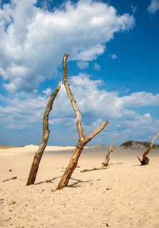Dead trees, Slovincian National Park, Slowinski Park Narodowy, Poland, Europe