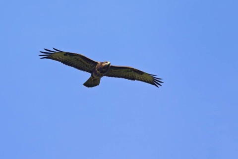 Common Buzzard (Buteo buteo) in flight against blue sky