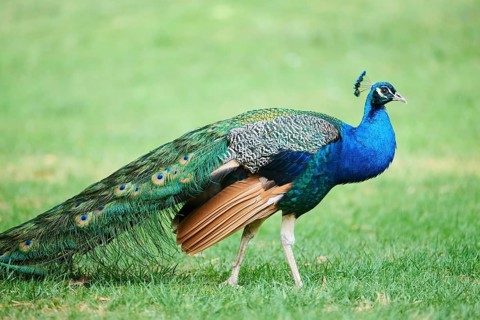 Indian peafowl (Pavo cristatus) walking on a meadow, Spain, Europe