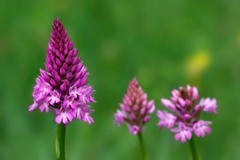 Pyramidal orchid, Pyramidal orchis, Pointed orchis, Comb orchid, Pyramidal orchid, Pyramidal