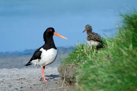 Australian eurasian oystercatcher (Haematopus ostralegus), Red Oystercatcher with chicks on the
