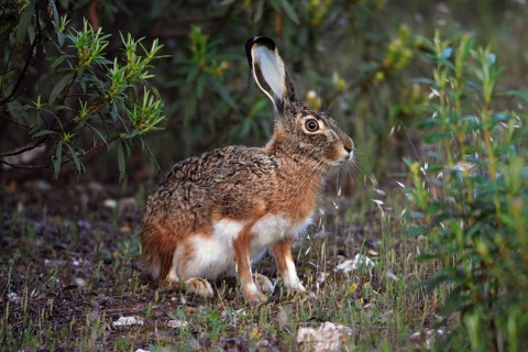 Granada hare (Lepus granatensis), Portugal, Europe