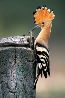 Hoopoe (Upupa epops) with lizard, at nest entrance, Andalusia, Spain, Europe