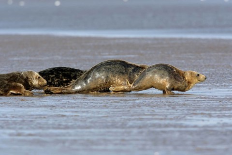 Grey Seals (Halichoerus grypus), England