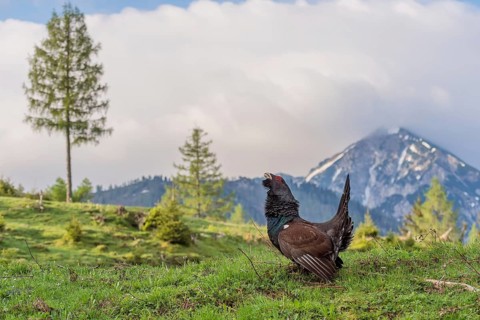 Western capercaillie (Tetrao urogallus) courting, Kalkalpen National Park, Upper Austria, Austria,