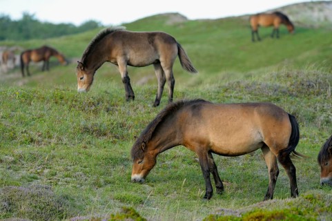 Exmoor ponies, De Bollekamer nature reserve, Texel island, North Holland, Netherlands
