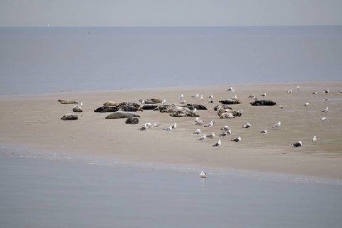 Harbor seals (Phoca vitulina) and grey seals (Halichoerus grypus), on sandbank at low tide, Texel