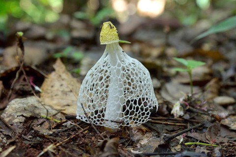 Phallus multicolor (Phallus multicolor), Lobéké National Park, Southwest Region, Cameroon, Africa