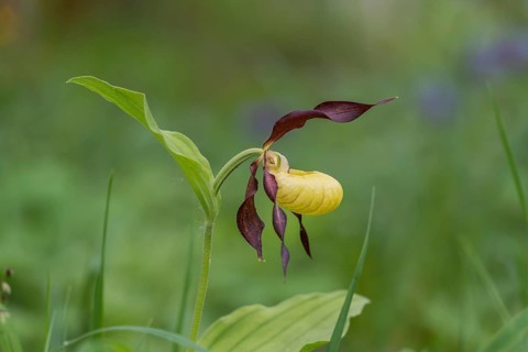 Lady's Slipper Orchid (Cypripedium calceolus), flower, Kalkalpen National Park, Upper Austria,