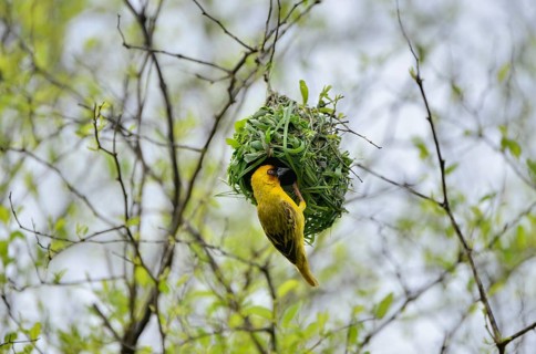 Eastern Golden Weaver (Ploceus subaureus) building a nest, Dhofar Region, Oman, Asia