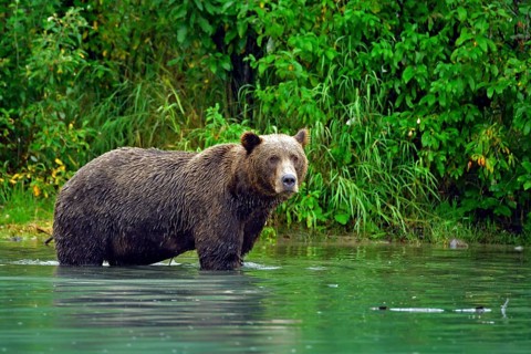 Brown bear (Ursus arctos) standing in the water fishing for salmon, Lake Clarke National Park,
