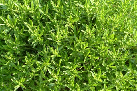 Summer savory (Satureja hortensis), also garden savory, true savory, pepperwort, family of the