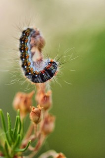 Caterpillar of a Malacosoma constrictum butterfly at Mount "La Talaia del Montmell" at evening,