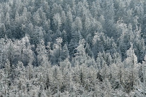 Snowy forest from above, near the Hornisgrinde, near Seebach, Ortenaukreis, Black Forest,