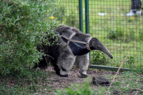 Giant anteater (Myrmecophaga tridactyla) with radio collar at the Conservation Land Trust breeding