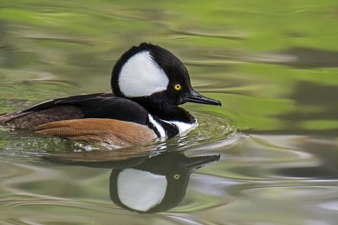 Hooded merganser (Lophodytes cucullatus) adult male in breeding plumage swimming in lake in spring,