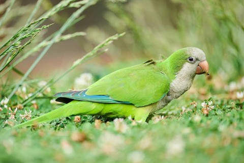 Monk parakeet (Myiopsitta monachus) wildlife on a meadow, Catalonia, Spain, Europe