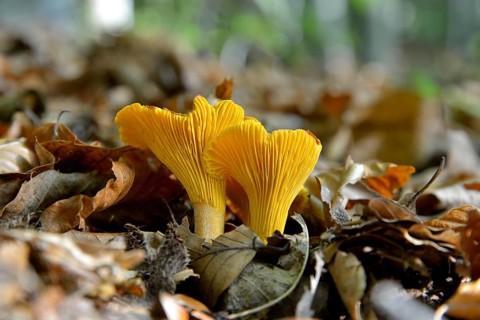 Golden Chanterelle or Chanterelle (Cantharellus cibarius), Black Forest, Baden-Württemberg,
