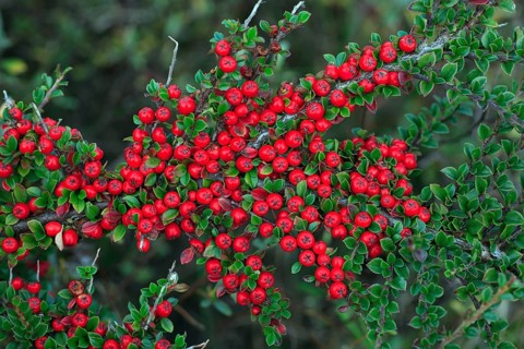 Cotoneaster, Northumberland national park, England (Cotoneaster horizontalis)