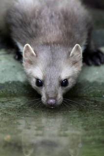 Beech Marten (Martes foina), Germany, Europe