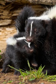 Striped Skunk (Mephitis mephitis) with young