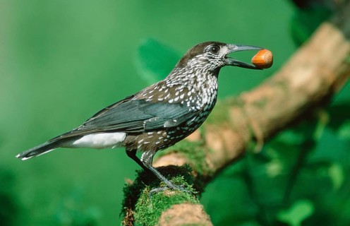 Nutcracker, Lower Saxony, Germany (Nucifraga caryocatactes)