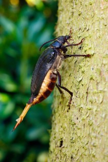 Tanner Beetle, female, Lower Saxony, Germany, Prionus coriarius, Sawyer Beetle, Europe