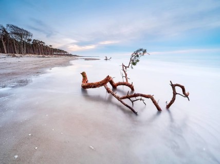 Baltic Sea beach with uprooted tree in winter, long exposure, western beach Darß after storm,
