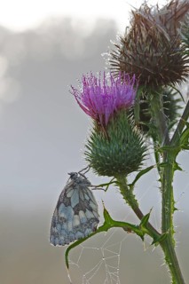 Marbled white (Melanargia galathea) in cold torpor on a thistle, Middle Elbe Biosphere Reserve,