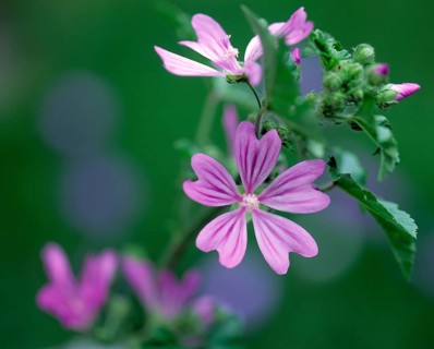 Common mallow (Malva sylvestris)