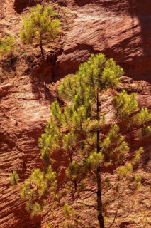 Ochre nature trail, Le Sentier des Ocres, former ochre mining area, pine tree in front of ochre