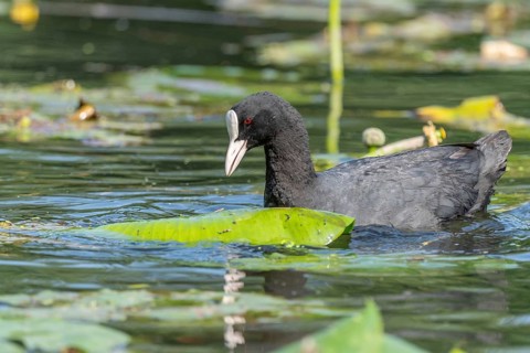 Burbot (Fulica atra) foraging among duckweed. Bas Rhin, Alsace, France, Europe