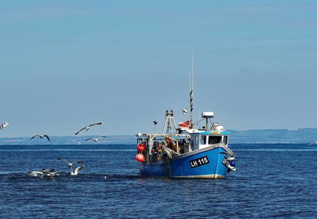 A fishing boat sails on the sea, surrounded by flying seagulls, under a clear blue sky, North