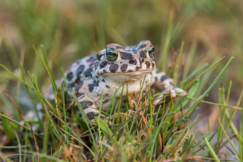 European green toad (Bufo viridis) in the grass, Burgenland, Austria, Europe