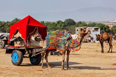 Camel taxi. Decorated camel in a cart. Pushkar Mela (Pushkar Camel Fair) . Pushkar, Rajasthan,