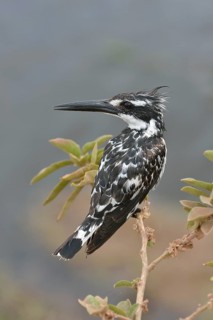 Pied Kingfisher (Ceryle rudis), Serengeti, Tanzania, Africa